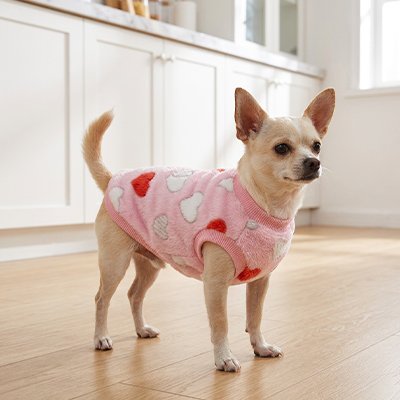 chihuahua porte Pull pour Chien avec coeurs dans cuisine
