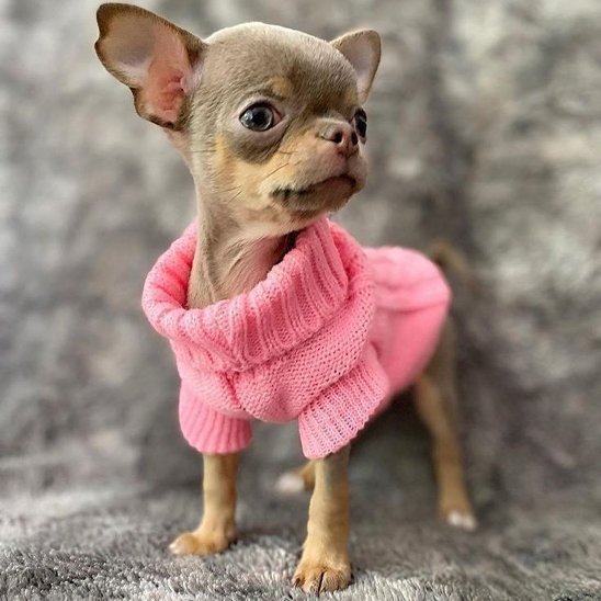 chihuahua porte Pull pour chien rose 