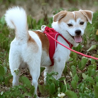 chiot blanc et brun portant Harnais chiot est debout sur pelouse