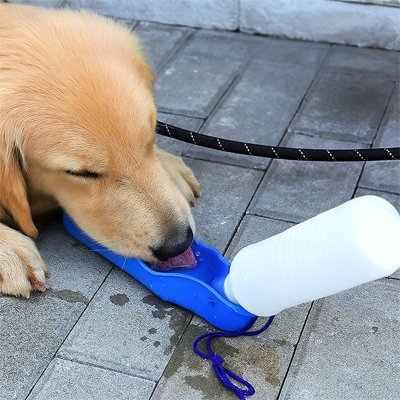 chiot golden retriever boit dans Gourde pour Chien