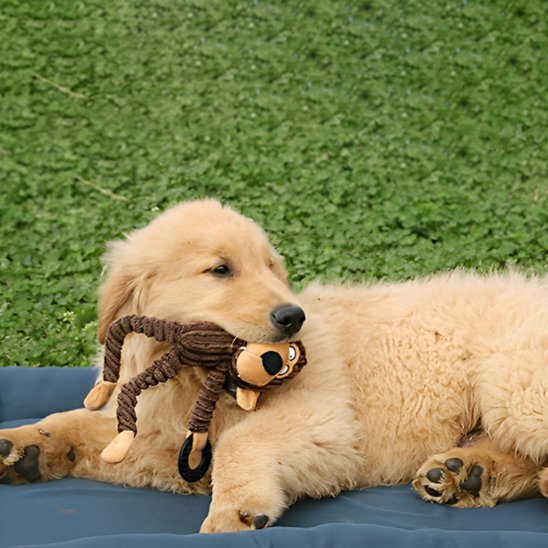 chiot golden retriever mâchouille Peluche pour chien sur la pelouse sur couverture