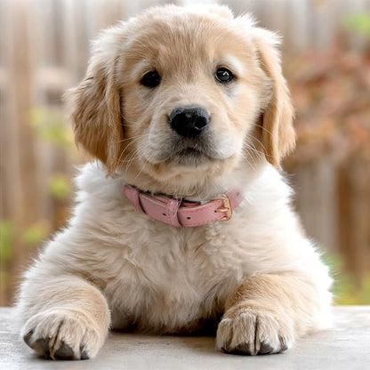 chiot golden retriever porte collier chien rose