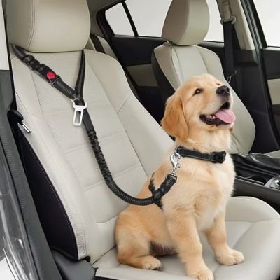 chiot golden retriever retenu par Ceinture de sécurité pour chien sur banquette arrière