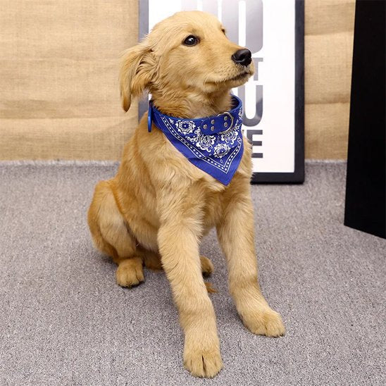 chiot labrador portant collier bandana chien bleu sur seuil de porte