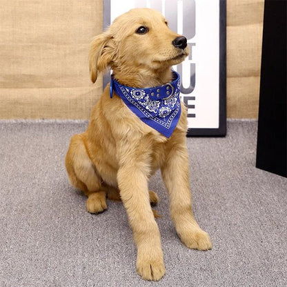 chiot labrador portant collier bandana chien bleu sur seuil de porte