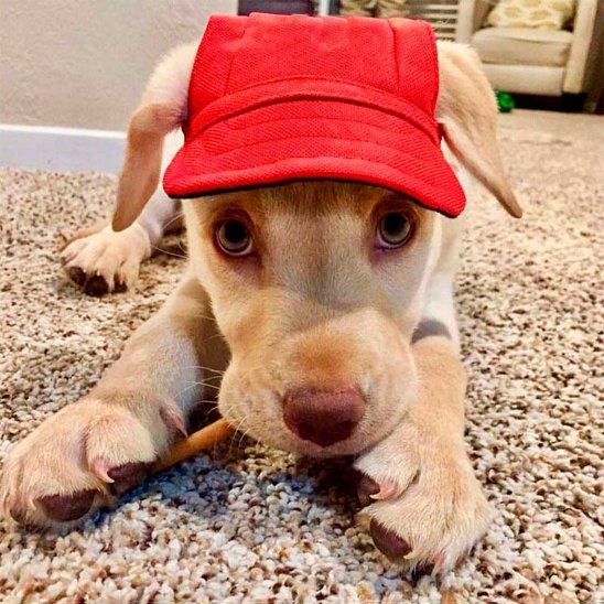 chiot porte Casquette pour chien​ rouge couché sur moquette