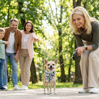 chihuahua portant collier bandana chien marche dans parc