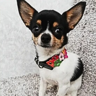 Collier chien Flower Power™