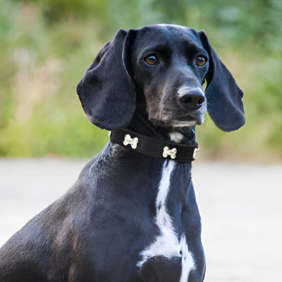 teckel noir porte collier chien dehors