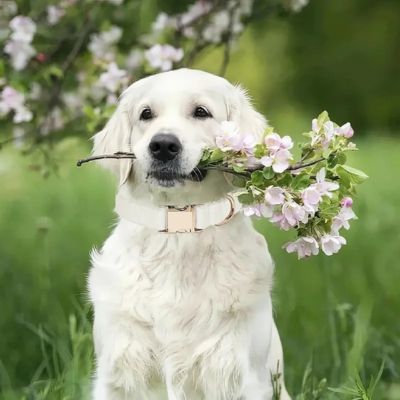 golden-retriever-blanc-avec-collier-blanc-qui-tient-des-tiges-de-fleurs-entre-ses-dents-dans-un-pré