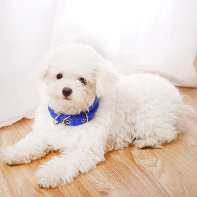 bichon-frisé-blanc-avec-collier-bleu-couché-sur-plancher-de-bois-blond