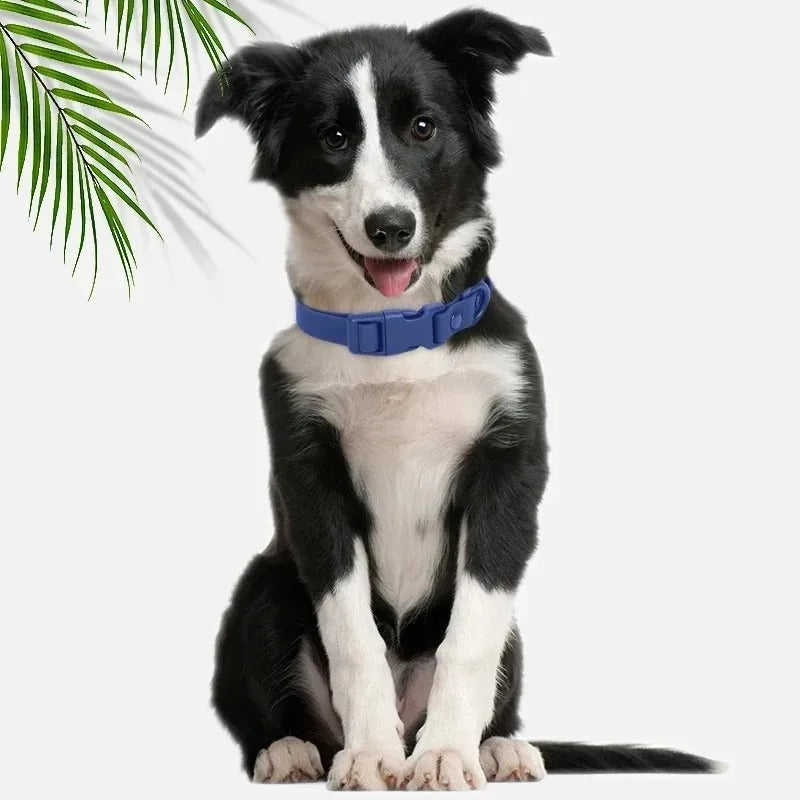 berger australien portant collier chien est assis près de plante