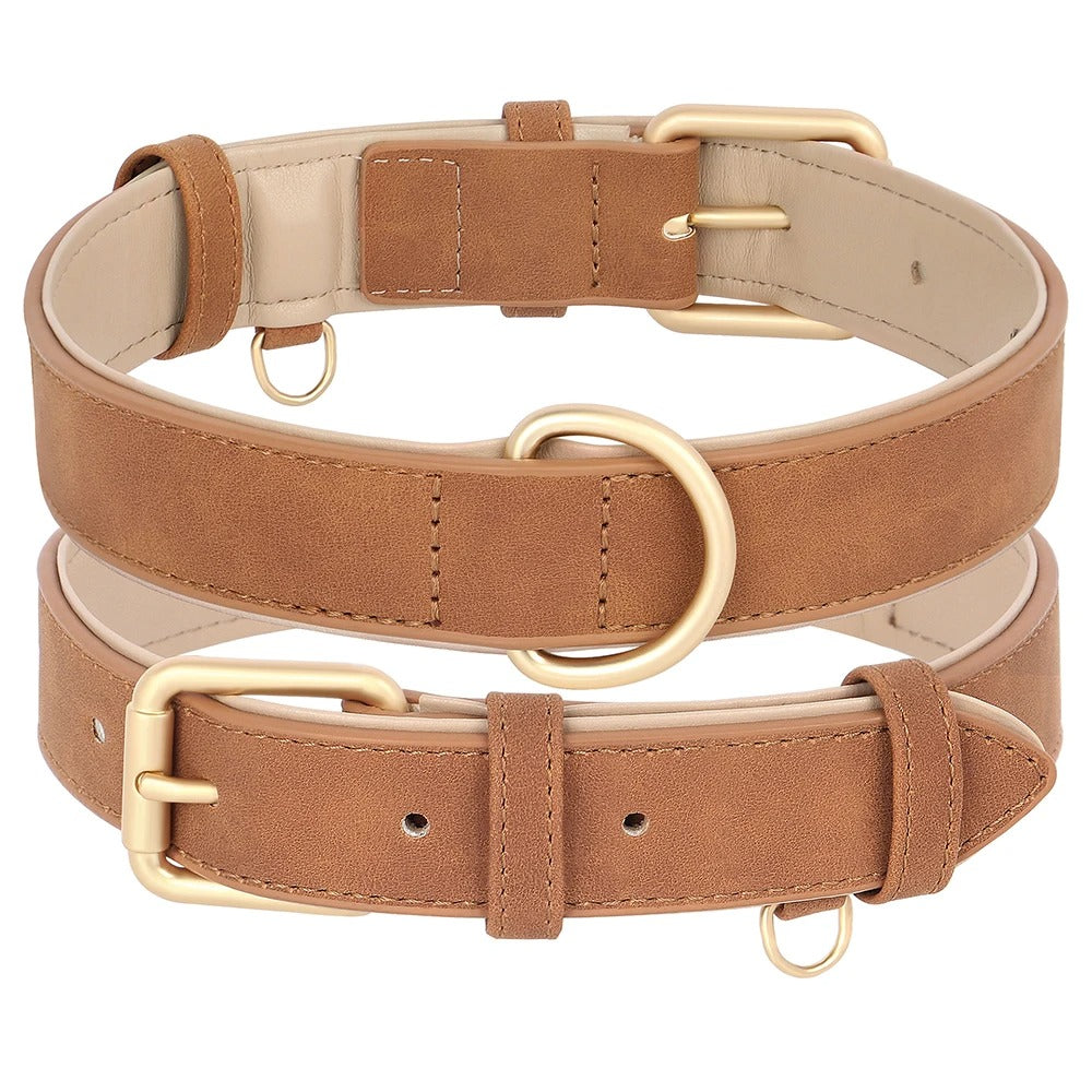 collier chien brun sur fond blanc