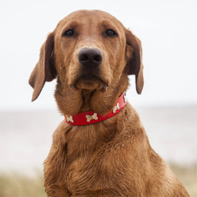 golden retriever mouille porte collier chien par journee nuageuse