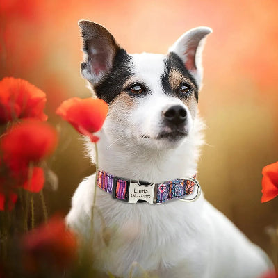 rat-terrier-blanc-et-noir-dans-champs-de-coquelicots-orangés