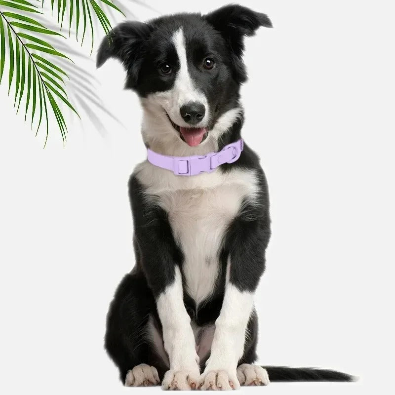 berger australien portant collier chien est assis près de plante