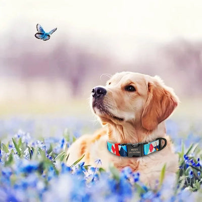 jeune golden retriever porte collier chien couche dans champs de fleurs bleues regarde un papillon bleu