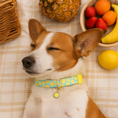 corgi portant collier chien dors sur une couverture de pique-nique entoure de fruits