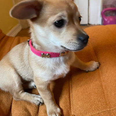 chihuahua portant collier chien est assis sur divan de salon