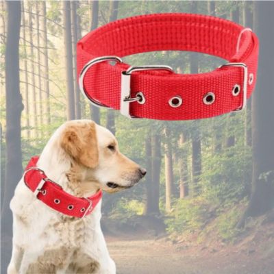 labrador-blond-avec-collier chien rouge-et-photo-collier-rouge-en-haut-sur-fond-de-forêt