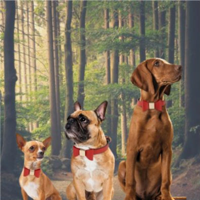 3-chiens-roux-côte-à-côte-en-forêt-chihuahua-bouledogue-et-grand-danois