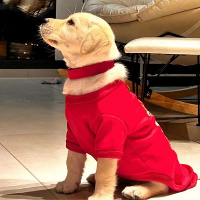 chiot-golden-retriever-avec-collier-rouge-vêtu-d'un-vêtement-rouge-assis-sur-sol-de-carreaux-de-porcelaine-blanche