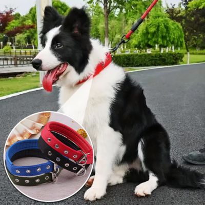 border-collie-blanc-et-noir-avec-collier-et-laisse-rouges-assis-sur-surface-asphaltée-dans-un-parc-avec-la-bouche-ouverte-et-la-langue-sortie-une-photo-dans-coin-inférieur-gauche-montrant-photo-avec-4-colliers-rouge-vert-noir-et-bleu-sur-fond-blanc