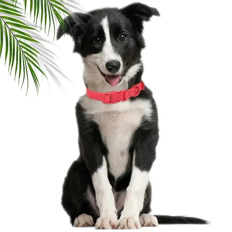 berger australien portant collier chien est assis près de plante