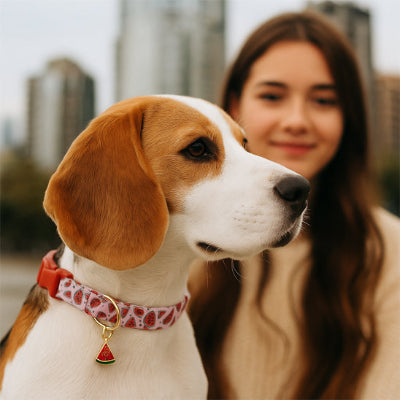 beagle portant collier chien est accompagne de jeune fille aux cheveux longs bruns