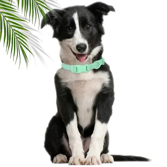 berger australien portant collier chien est assis près de plante