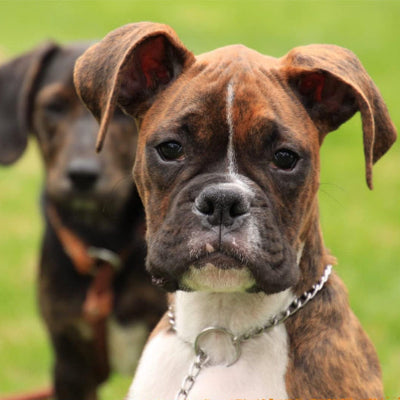 chien boxer porte collier de dressage pour chien