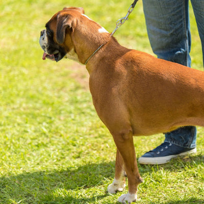 chien boxer roux porte collier de dressage pour chien dans un champs avec homme a ses cotes