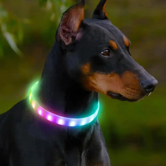 Collier lumineux pour chien Glowpup