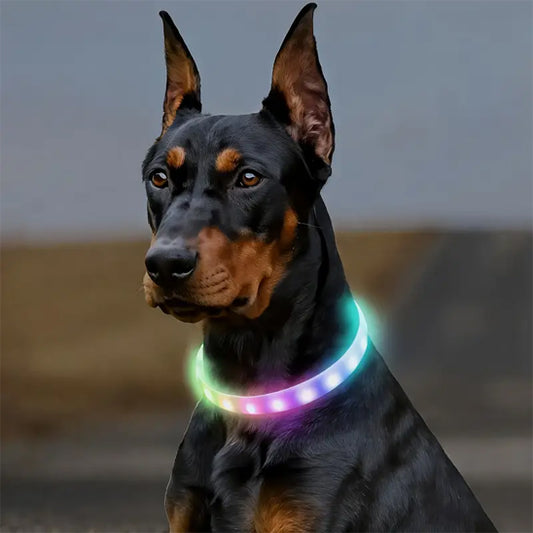 Collier lumineux pour chien Glowpup