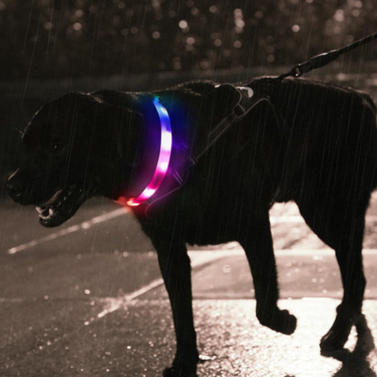 labrador noir portant collier lumineux pour chien marche en laisse sous pluie