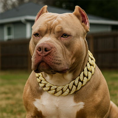 pitbull brun portant collier pour chien est assis dans cour arriere de sa maison