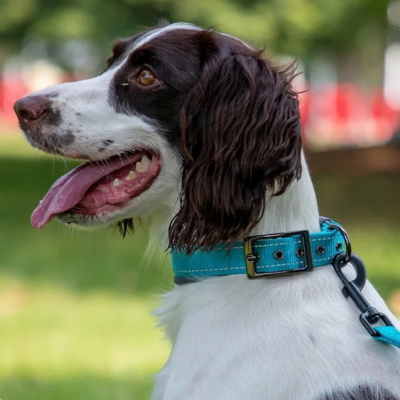 collier pour chien Snugpup