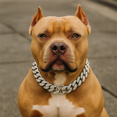 pitbull portant collier pour chien est assis sur pave