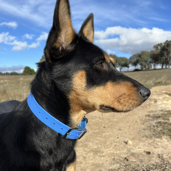collier pour chien Tailmate™