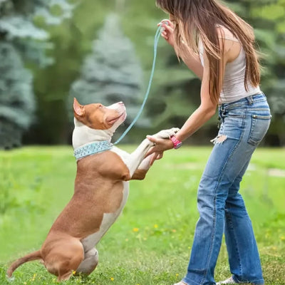 pittbull-banc-et-roux-sur-ses-pattes-arrières-et-ses-pattes-avant-dans-la-main-d'une-fille-blonde-vêtue-de-jeans-bleus-percés-et-camisole-blanche-dans-un-parc-près-d'un-bois