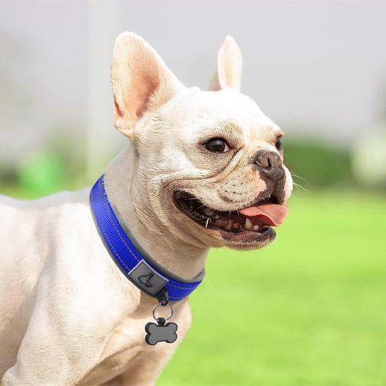 collier pour chien Snugpup