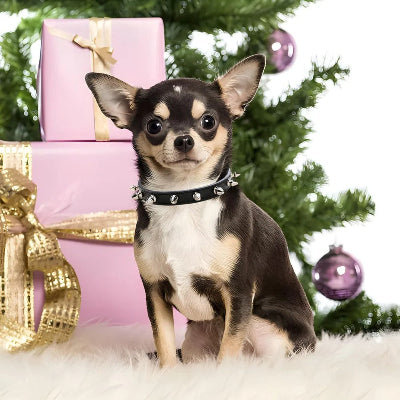 chihuahua portant collier pour chien est assis sur une moquette blanche pres de cadeaux enveloppes de rose et ruban dore