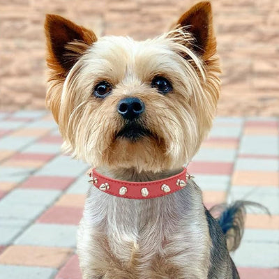 yorkie portant collier pour chien est assis sur le sol dehors