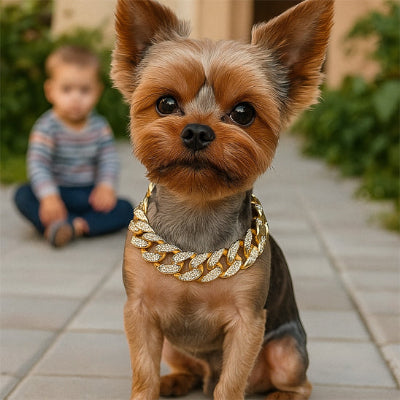 yorkie portant collier pour chien est assis sur sol avec enfant male