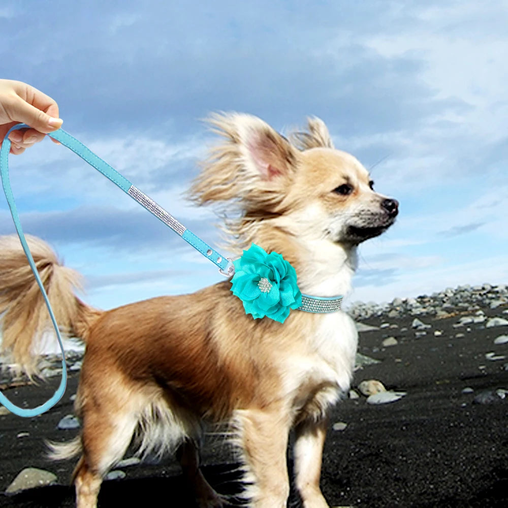 chihuahua portant collier pour chien en strass est sur sol de sable noir au vent