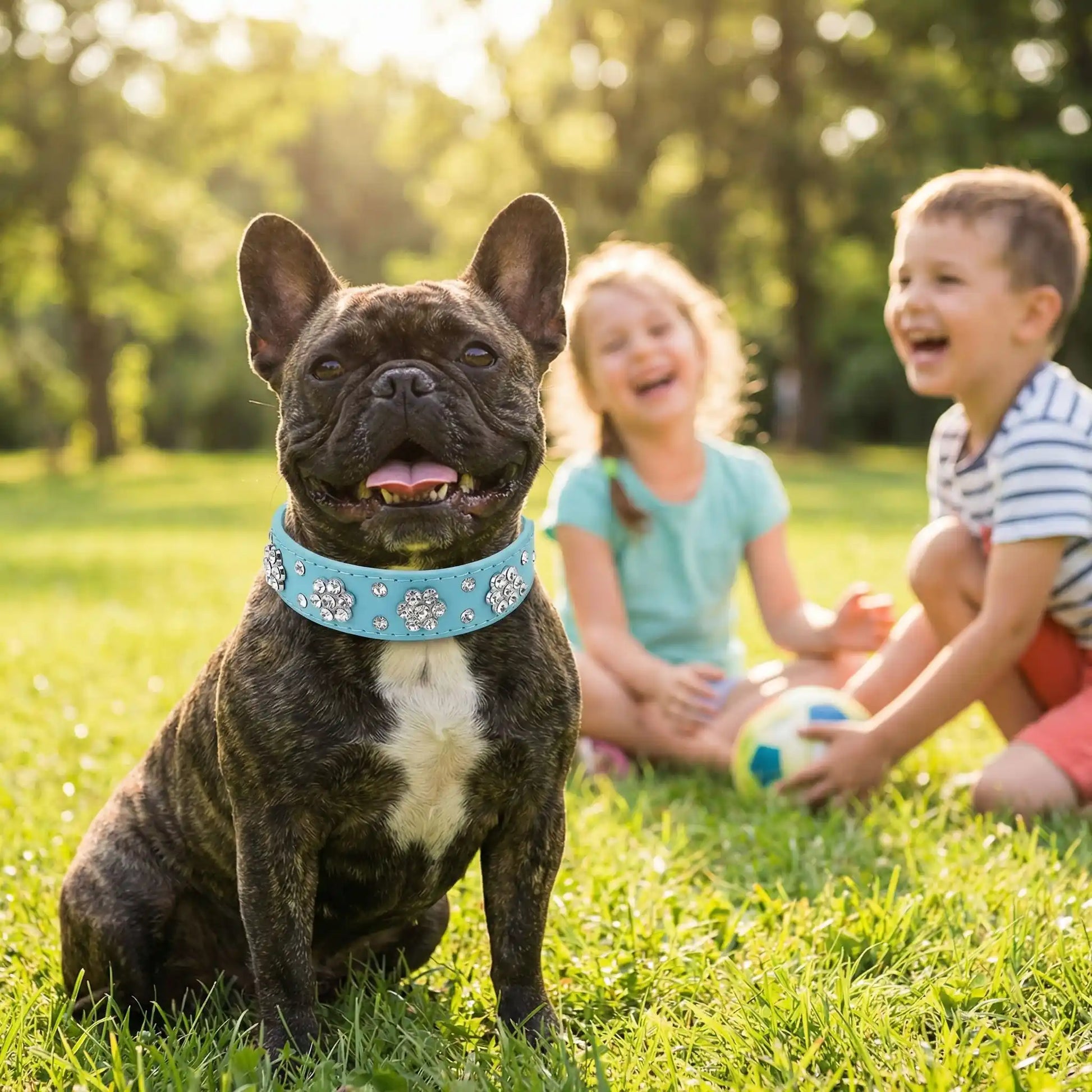 frenchie portant collier pour chien en strass est assis ur pelouse avec enfants