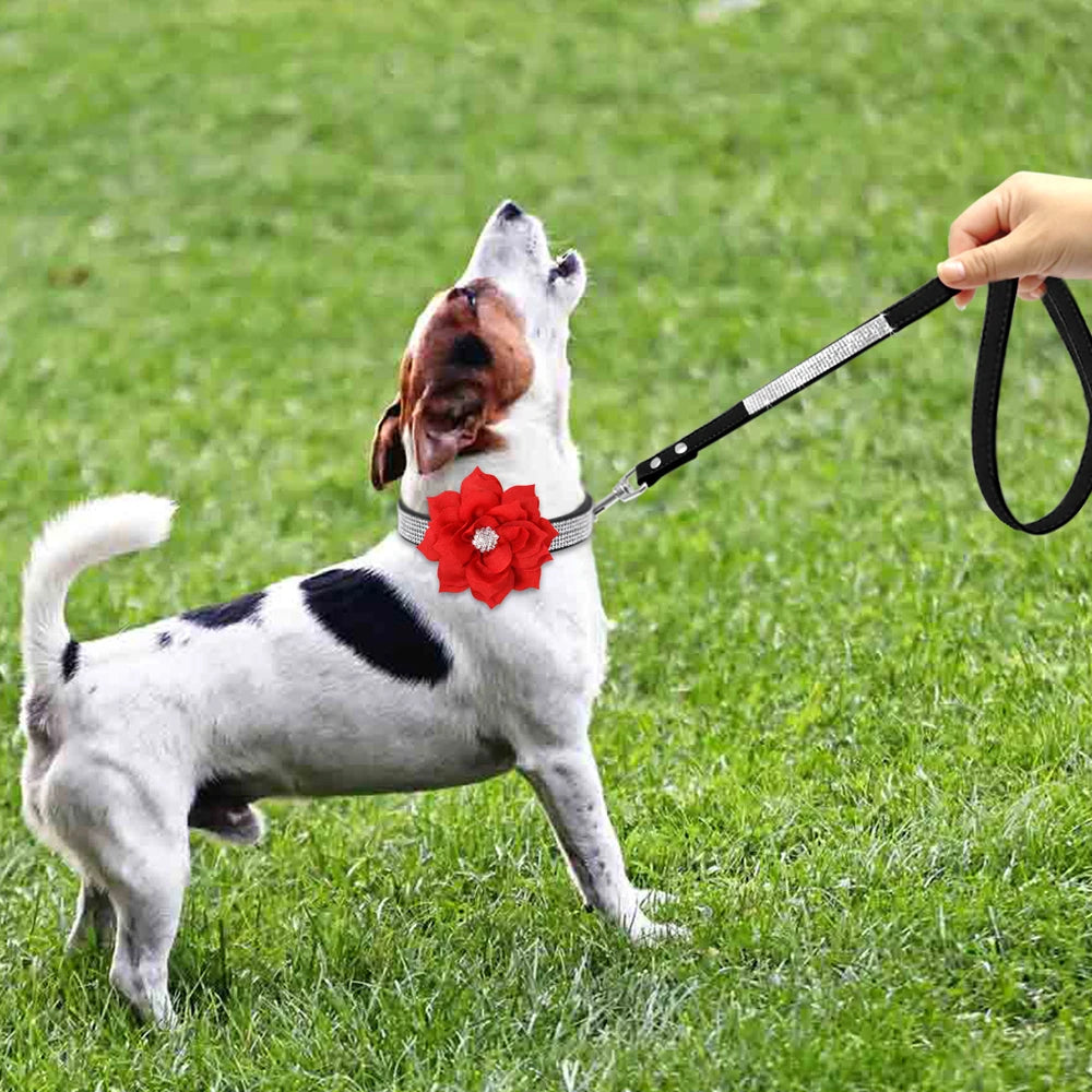 jack russell portant collier pour chien en strass en laisse hurle sur pelouse