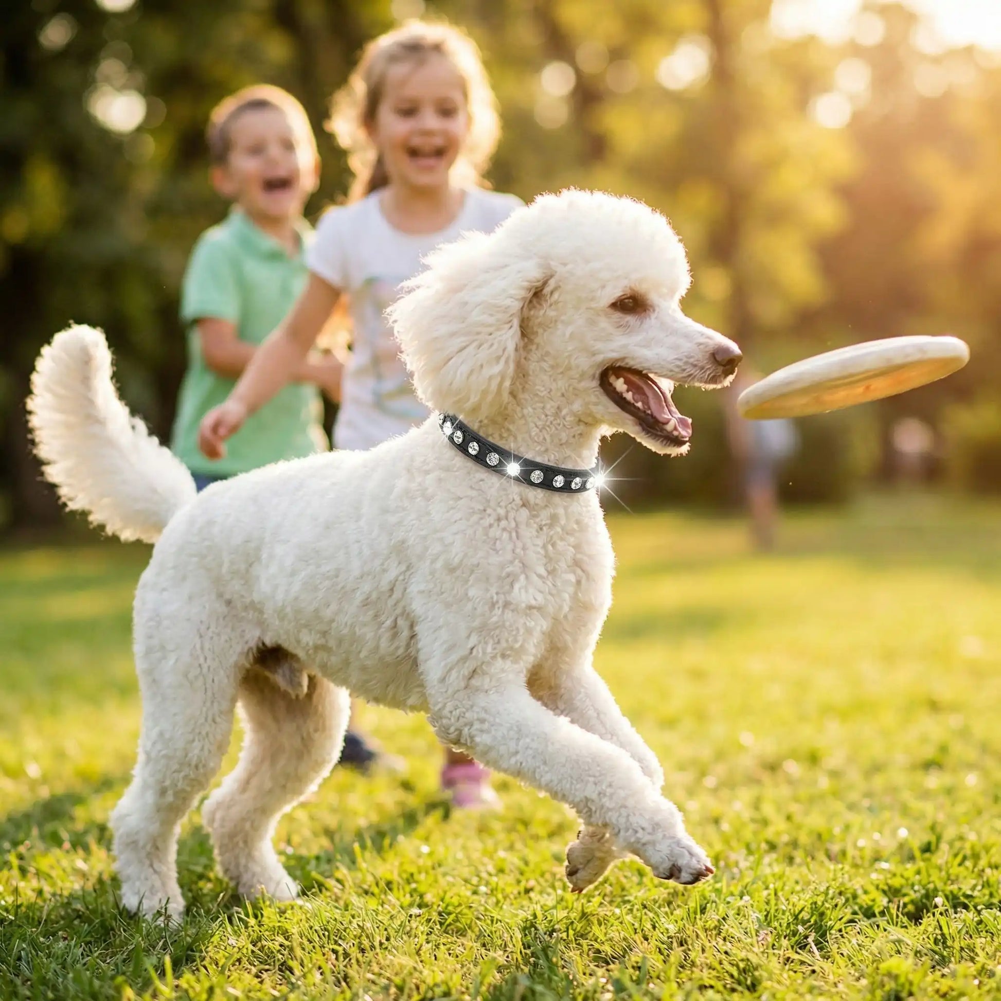 caniche blanc portant collier pour chien en strass court pour frisbee