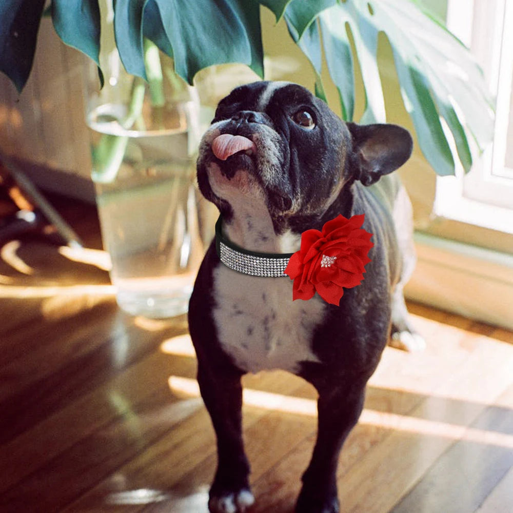 terrier boston portant collier pour chien en strass rouge argent regarde en haut