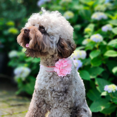 caniche gris portant collier pour chien en strass attend près de buissons